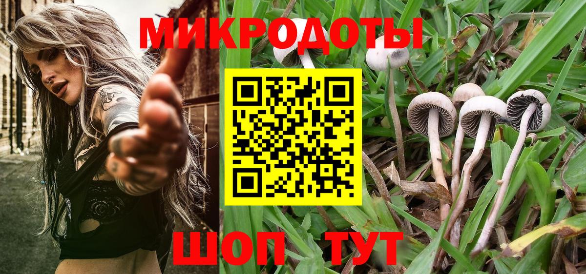 Псилоцибиновые грибы Psilocybine cubensis Сокол